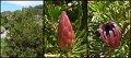 (43) Long-bud Sugarbush (Protea longifolia)